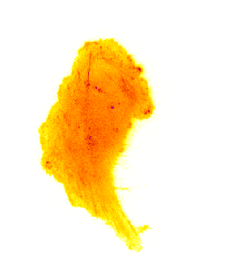 301111_RacGAP_20-1_InvertFire