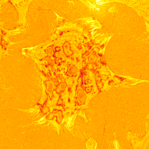 IRMMov01FFSubInvertFire