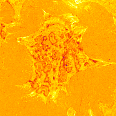 IRMMov01FFSubInvertFire