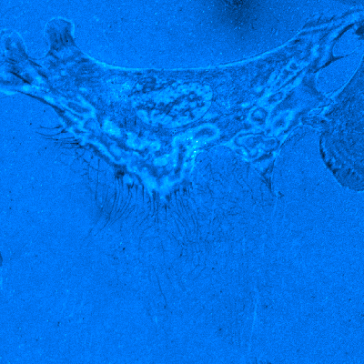 IRMMov02FFSubCyanHot