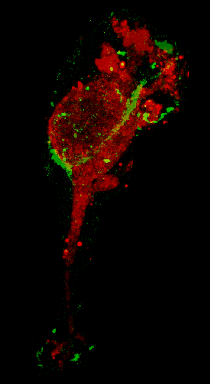 Beta6488_YAP594_Composite